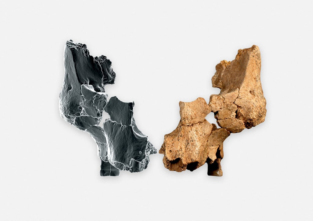 Scientists reconstructed the bone fragments using traditional conservation and restoration techniques with advanced imaging and 3D analysis tools. Photo: Maria D. Guillen/IPHES-CERCA via Reuters Scientists reconstructed the bone fragments using traditional conservation and restoration techniques with advanced imaging and 3D analysis tools. Photo: Maria D. Guillen/IPHES-CERCA via Reuters