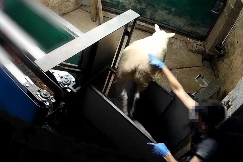 Abattoir staff played wolf howls to sheep and ‘inflicted pain and distress’
