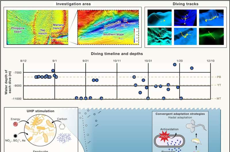 Life found flourishing as MEER project discovers new lifeforms inhabiting deep-sea trenches