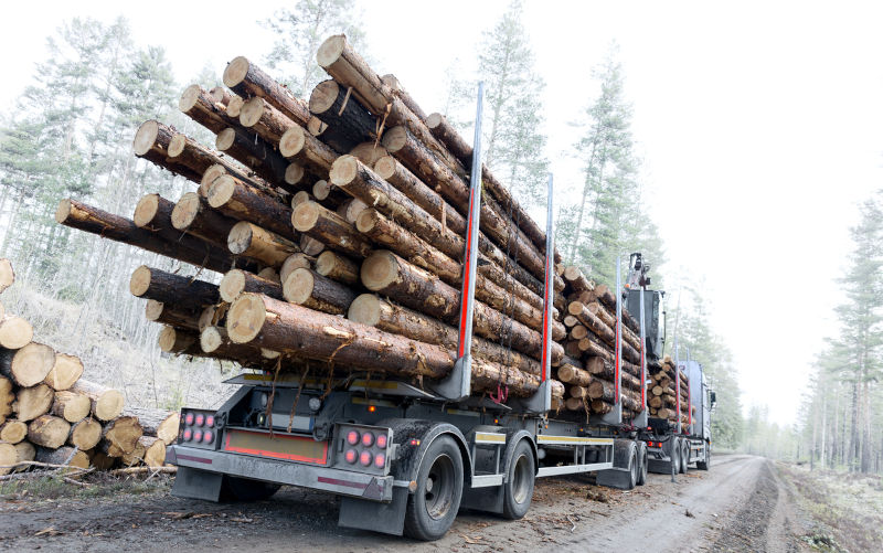 Timber truck just finished loading on small Scandinavian dirt road