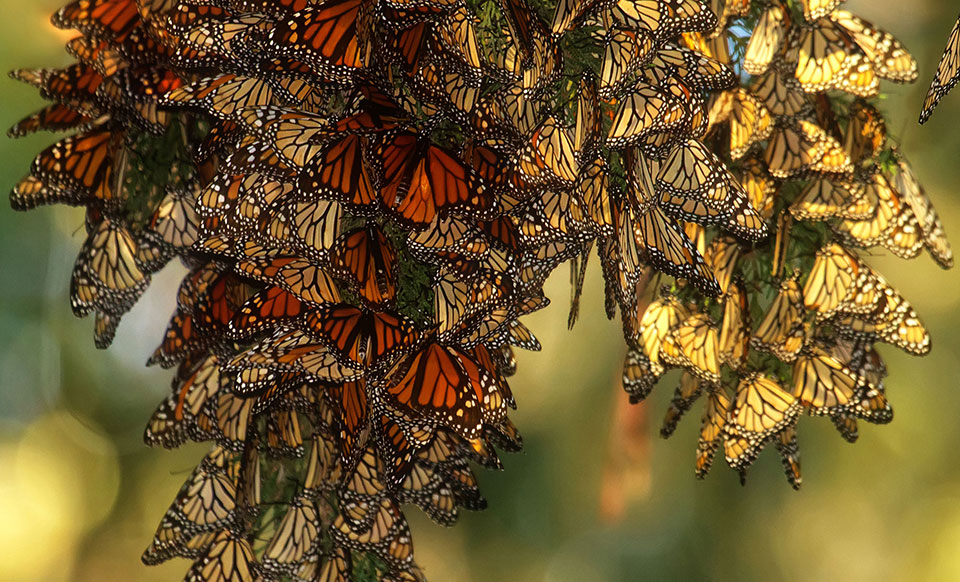colorful butterflies hang on a branch