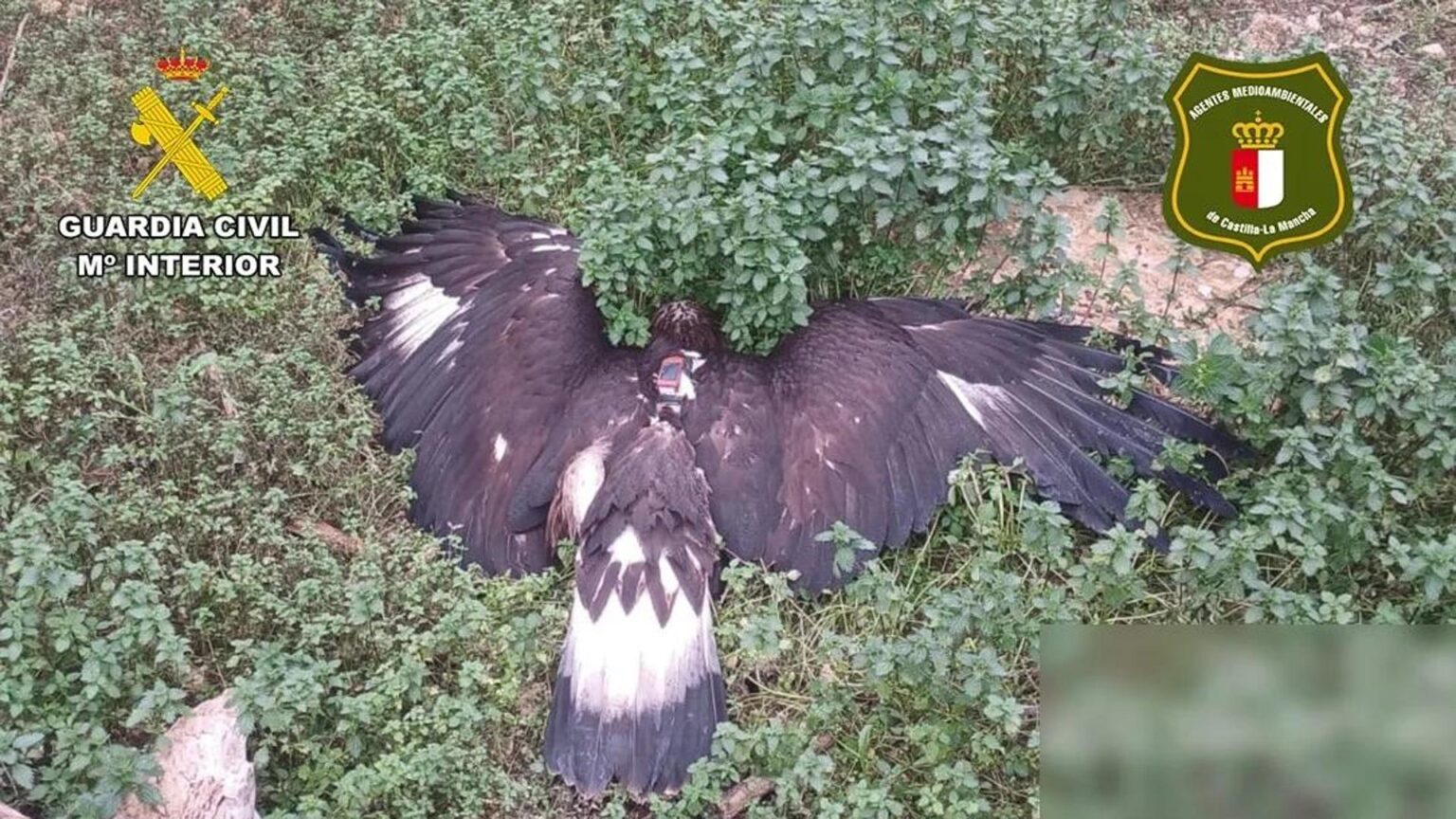 Hunter arrested for poisoning birds of prey in Spain