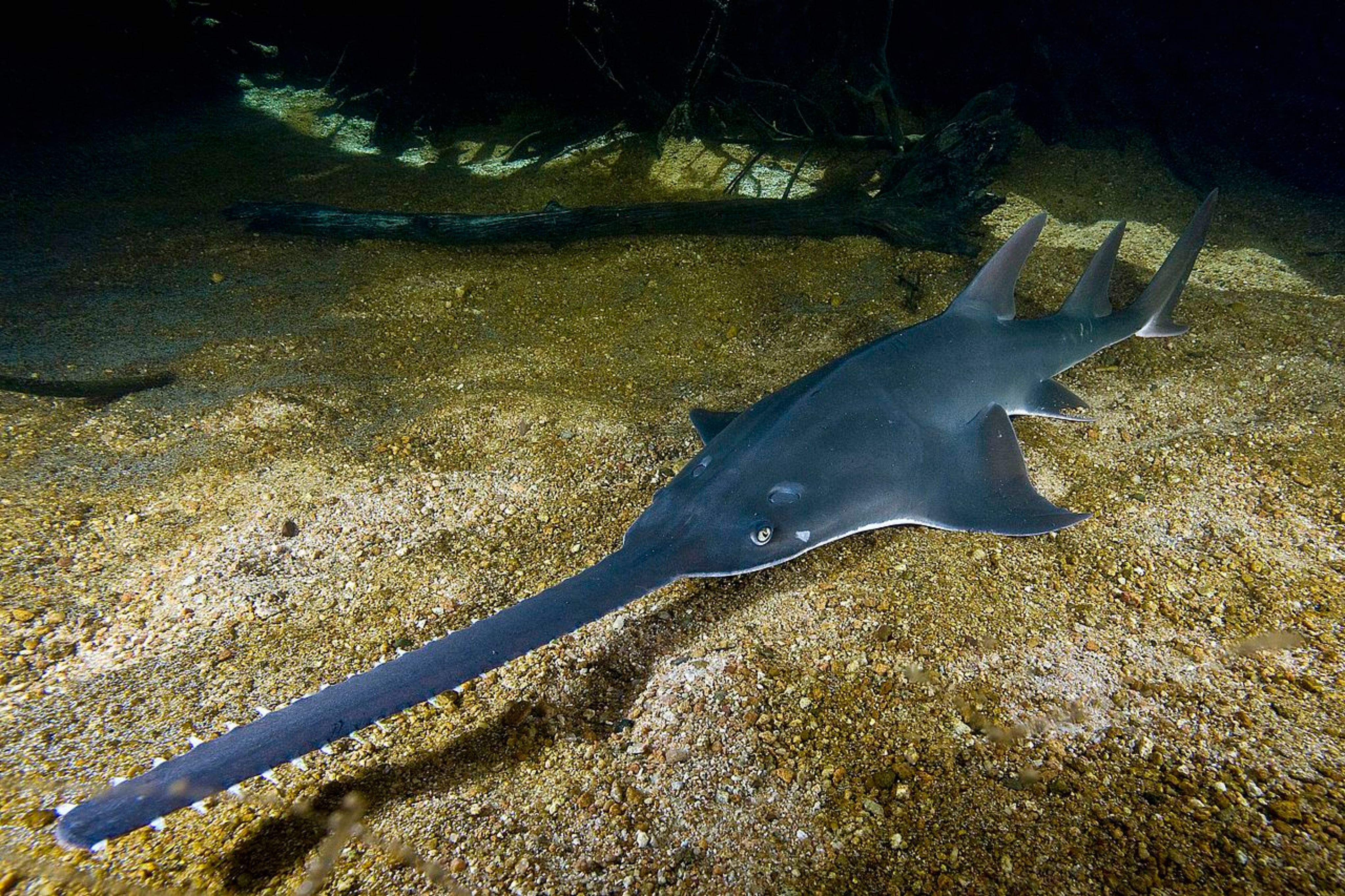 Sawfish 