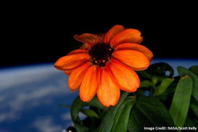 First Flower Ever Grown Entirely in Space – Captured by Astronaut Scott Kelly Inside the ISS