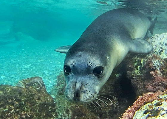 seal