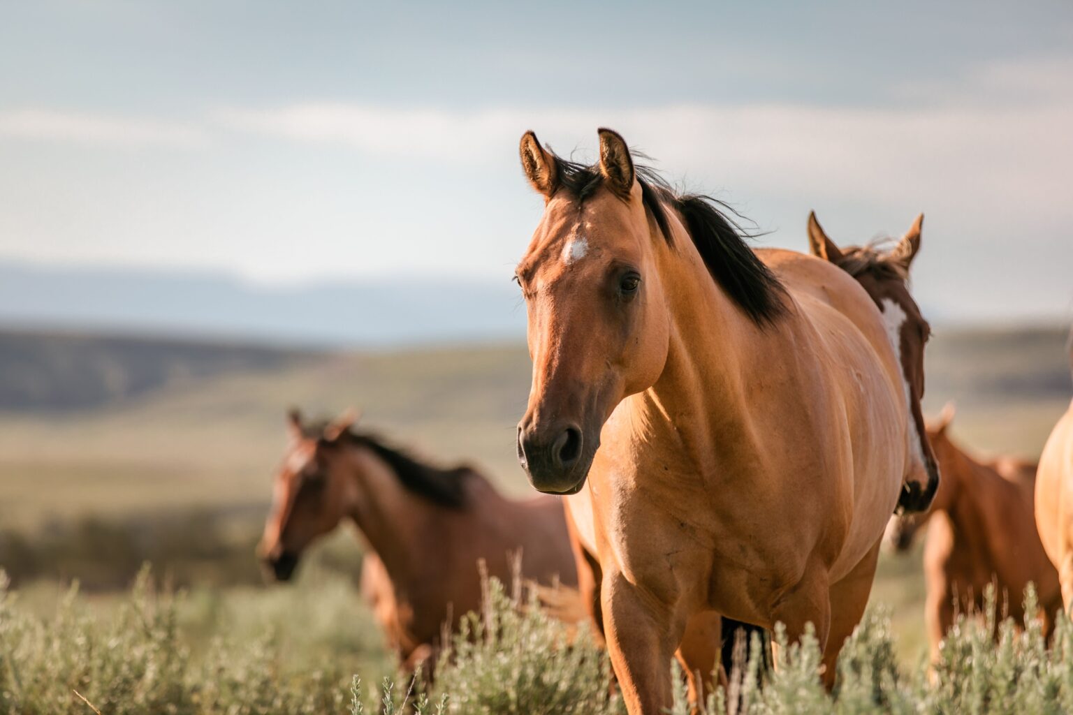 Wild Horses Responsible For Spain's Fire Prevention At Risk