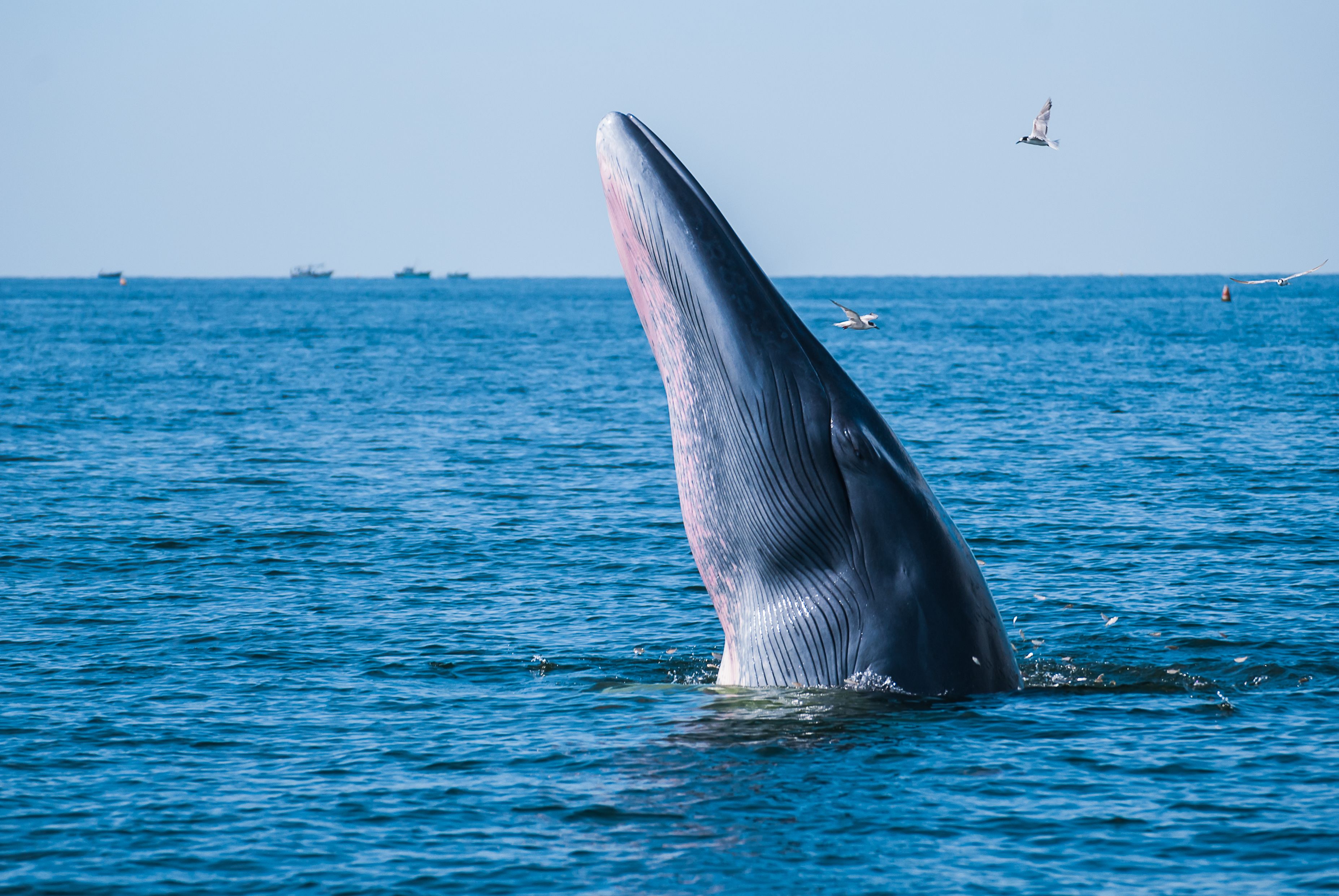 Rice's whale