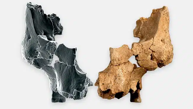 Skull
