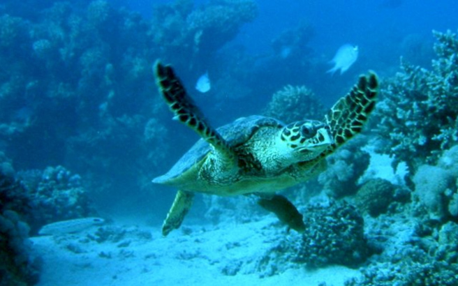turt