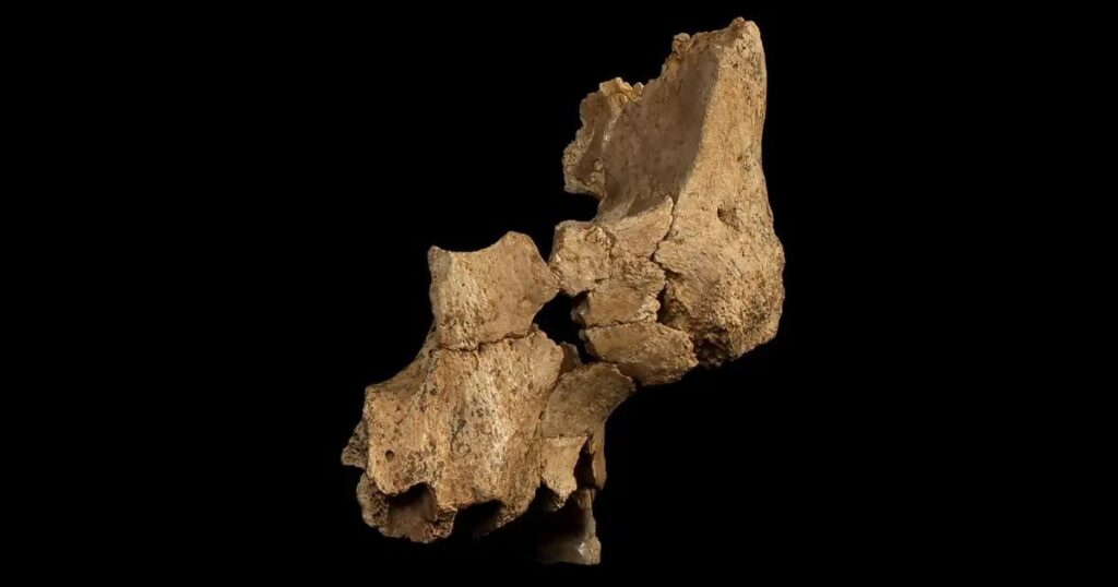 National Geographic: "They discover in Atapuerca the oldest human face in Western Europe"