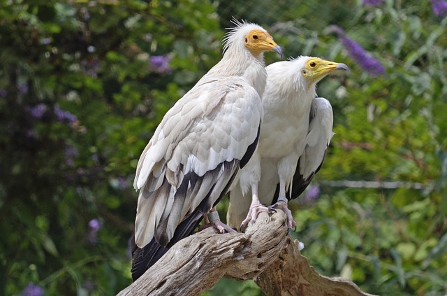 vulture