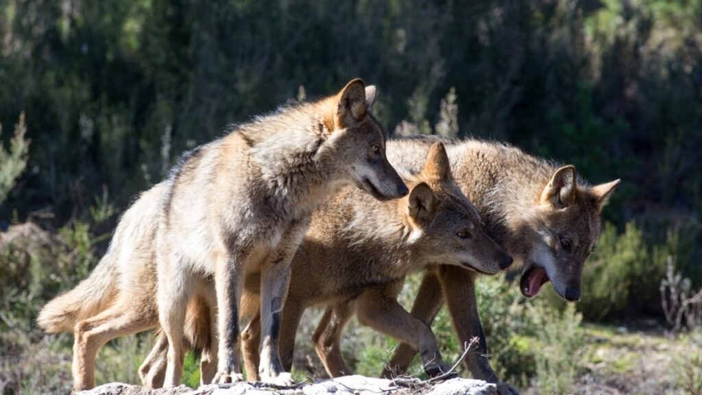 Congress authorizes wolves hunting north of Duero ...