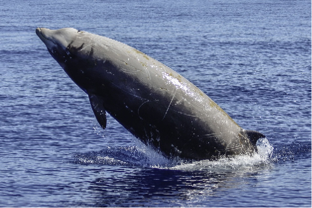 whale e1740995394554
