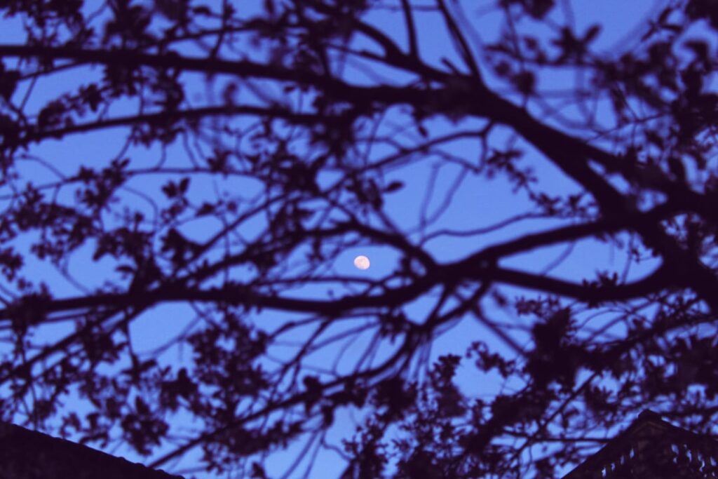 The moon yesterday and the almond trees in flower 🌔🌸