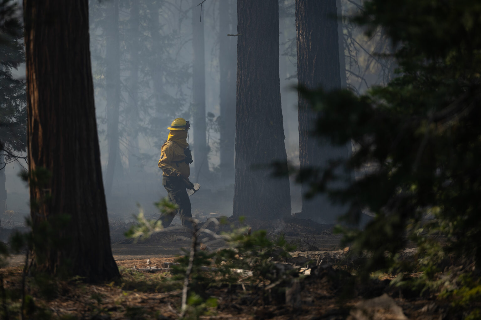 California sets aside $170 million to thin forests, vegetation