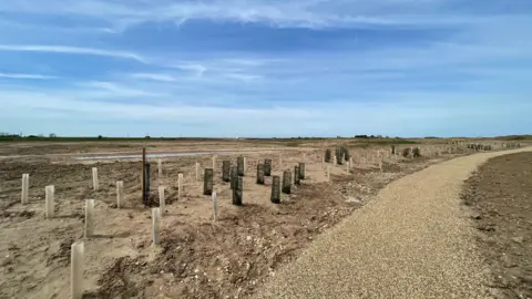 Shoots of trees inside plastic tubes on a sandy area next to a gravel footpath. There is a large blue sky.