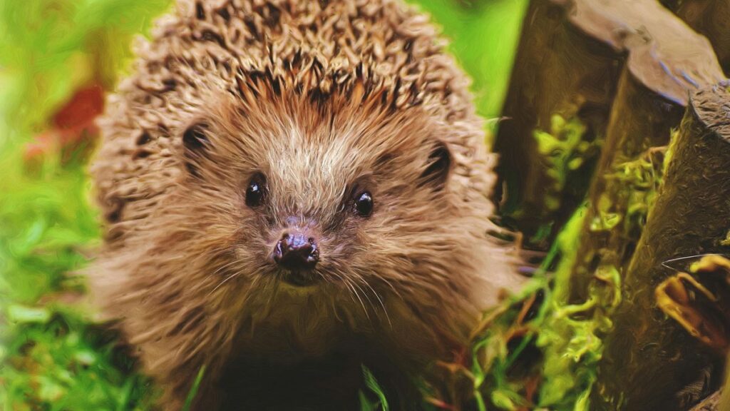 Dead hedgehogs reveal PCB pollution still haunts the environment decades after ban
