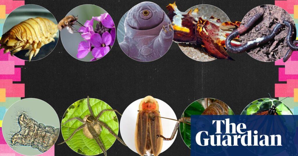 Invertebrate of the year 2025: vote for your favourite | Environment