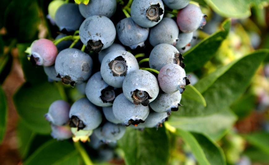 New Zealand blueberry production on the rise | Article New Zealand blueberry production on the rise | Article