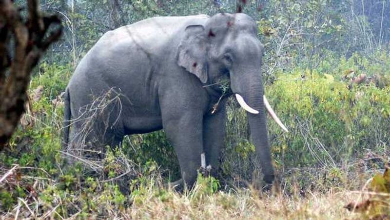 Assisted living isn’t just for people. Zoo in Spain helps elderly elephants age gracefully Assisted living isn’t just for people. Zoo in Spain helps elderly elephants age gracefully