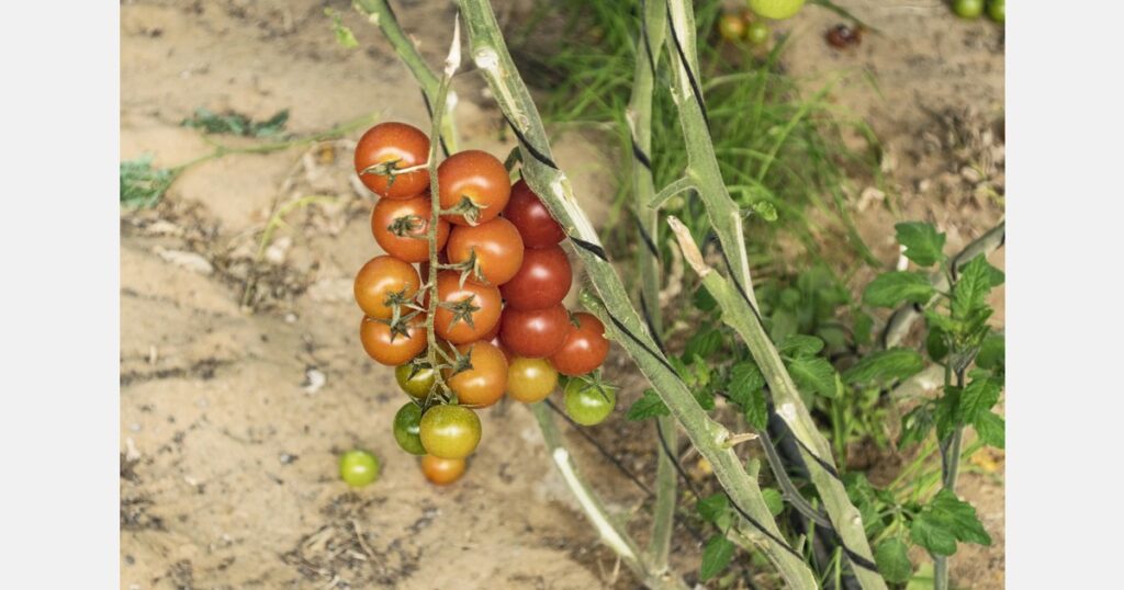 New regulations require schools to serve fruit and vegetables New regulations require schools to serve fruit and vegetables