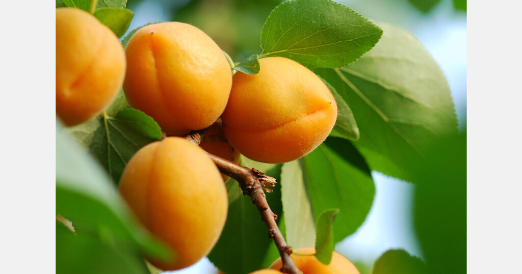 Europe's apricot harvest will decrease by 10% due to weather issues in Italy and Greece