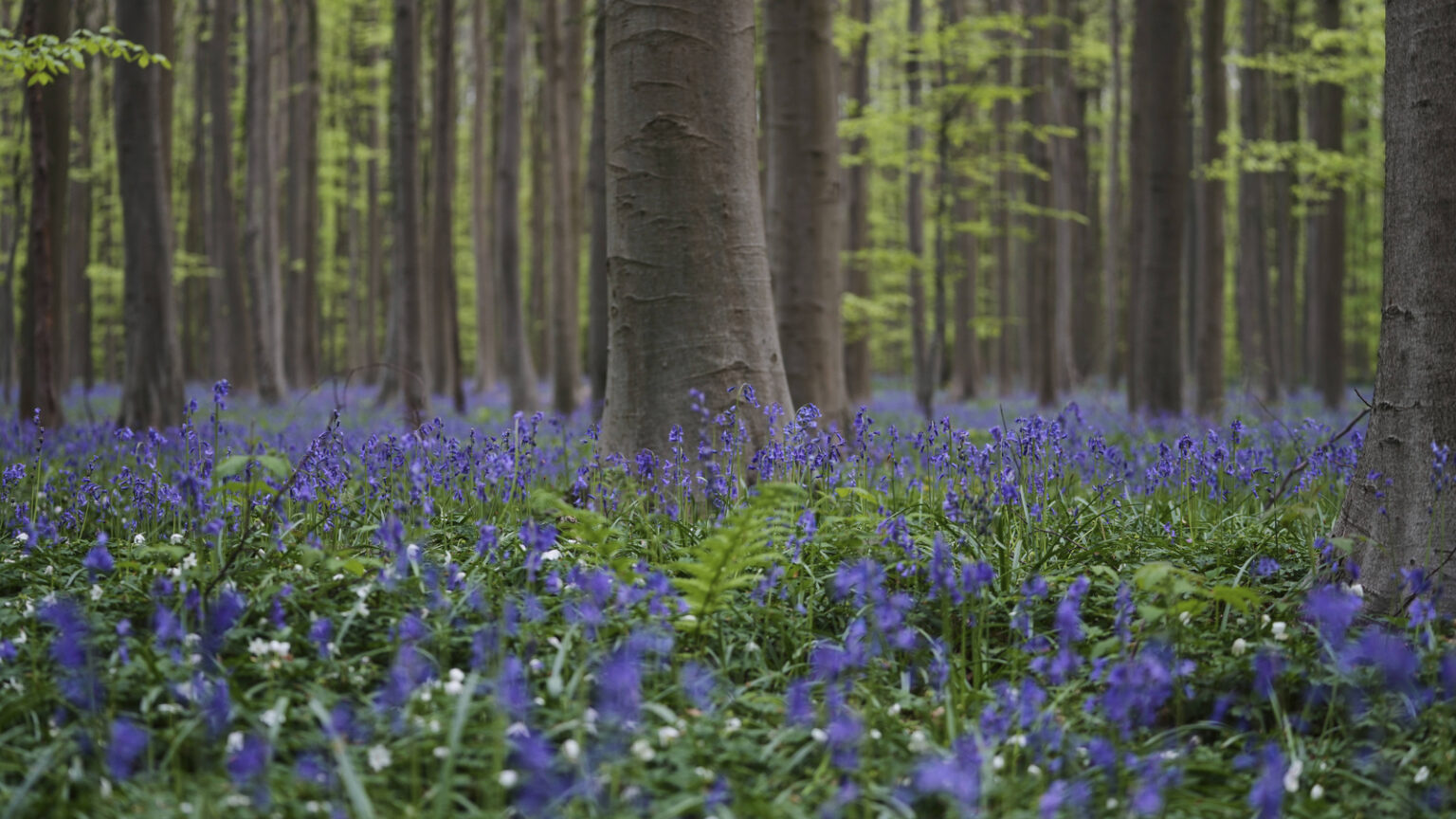 Step into a sea of bluebells: This enchanted forest in Belgium is giving everyone a much-needed mental reset | Travel Step into a sea of bluebells: This enchanted forest in Belgium is giving everyone a much-needed mental reset | Travel