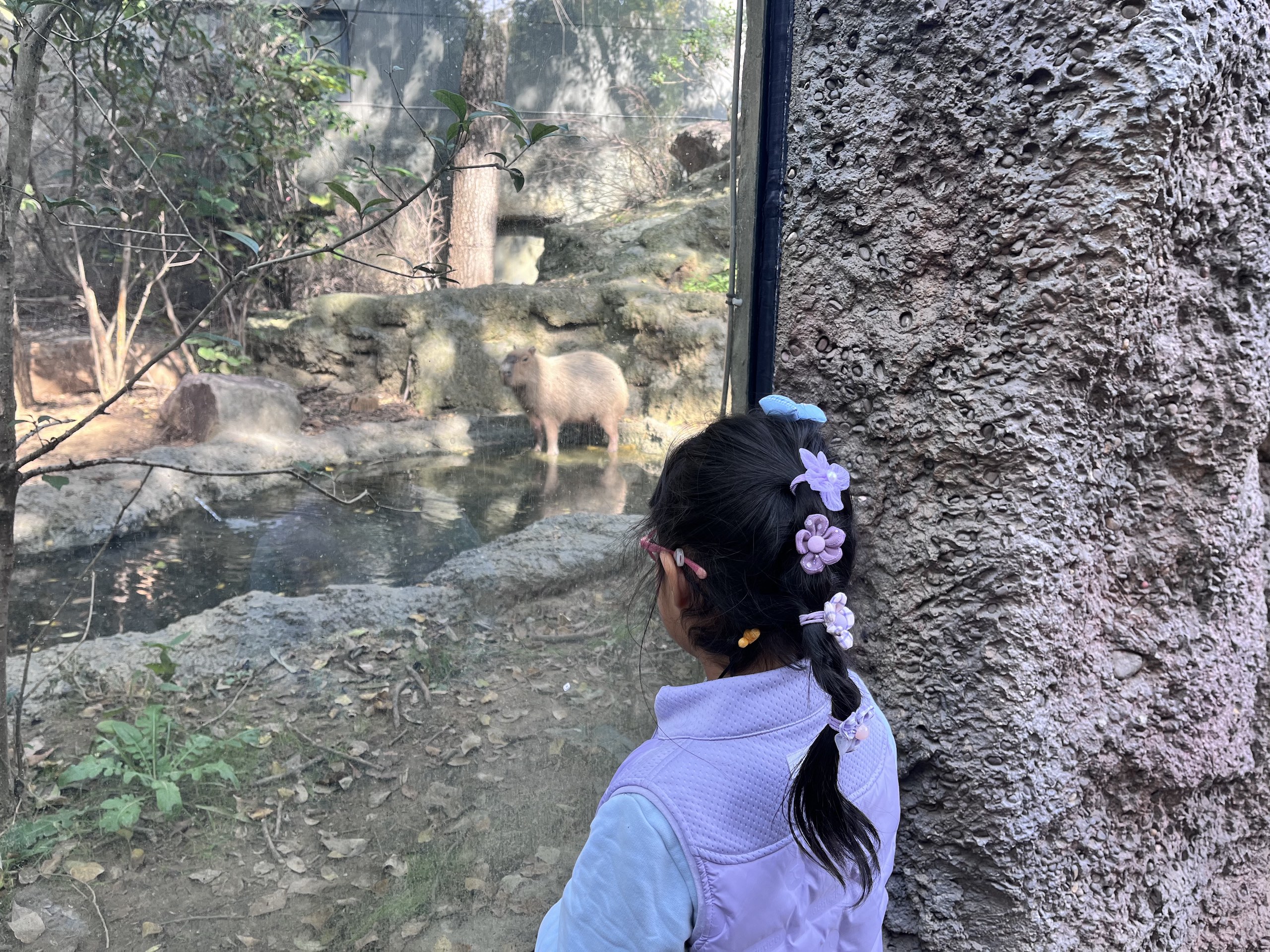 A girl observes an capybara through a glass window in a zoo 