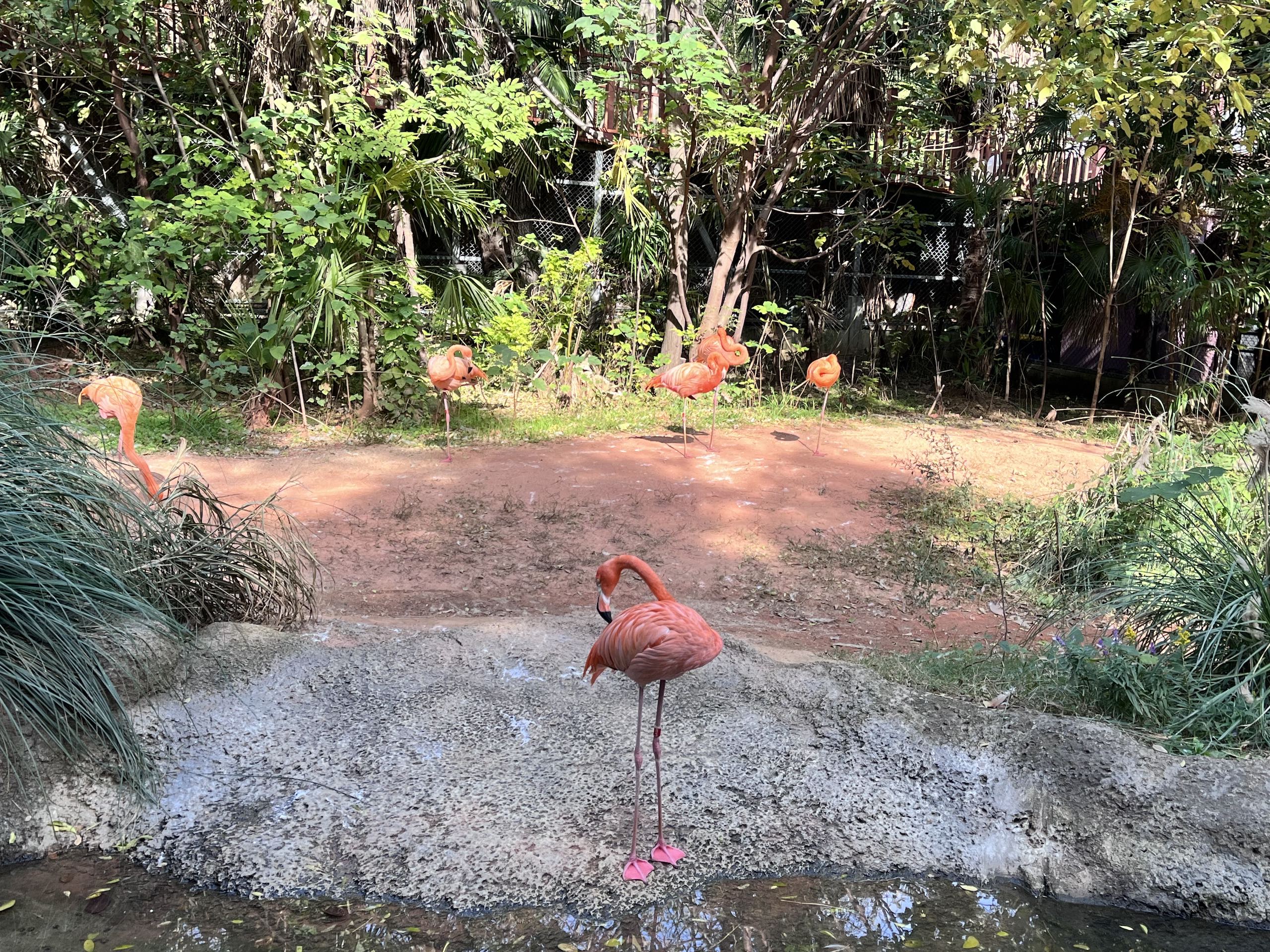 a flamingo preens its feathers by the pool in a zoo
