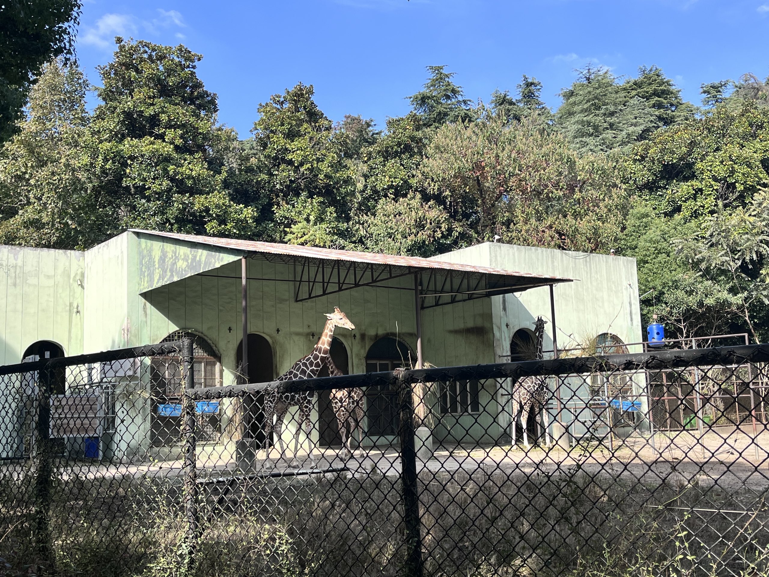 Giraffes in a zoo
