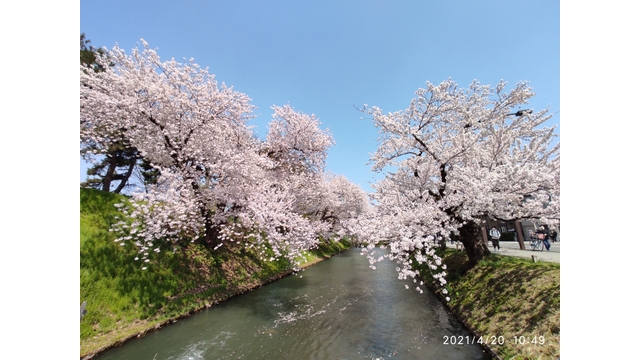 Cherry blossom festival starts in Japan's northern city of Hirosaki