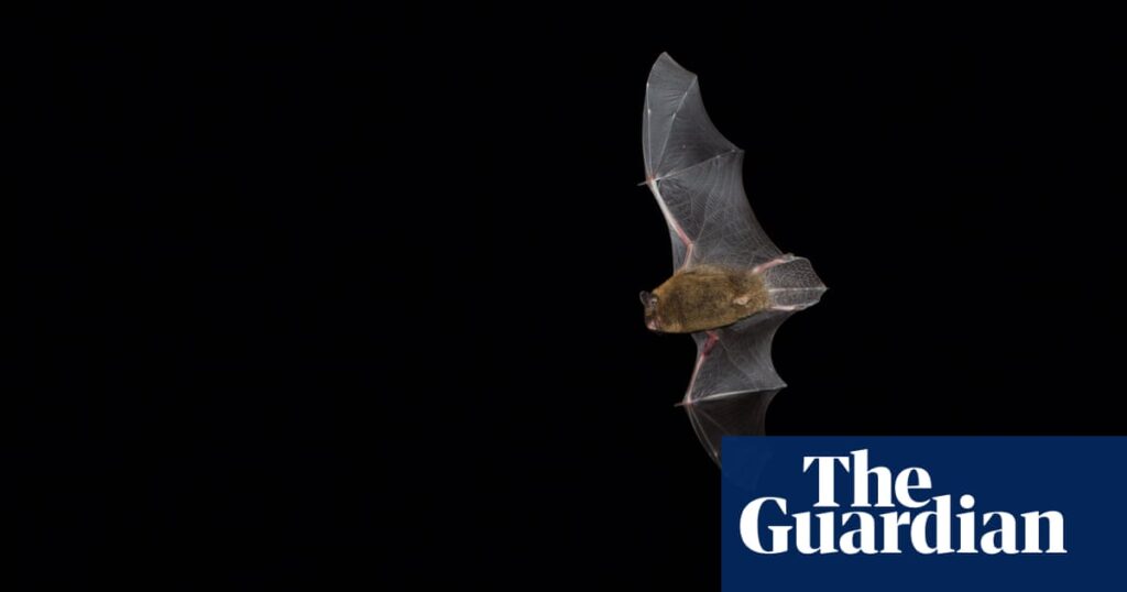 Country diary: Watching bats until it’s too dark to see | Animals
