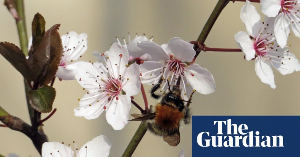 Country diary: There’s a new star in the garden – the tree bumblebee | Bees