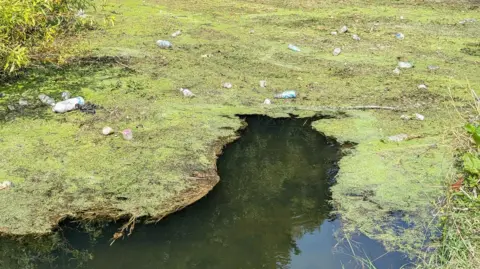 Getty Images River with bright green algae bloom covering the surface littered with plastic waste