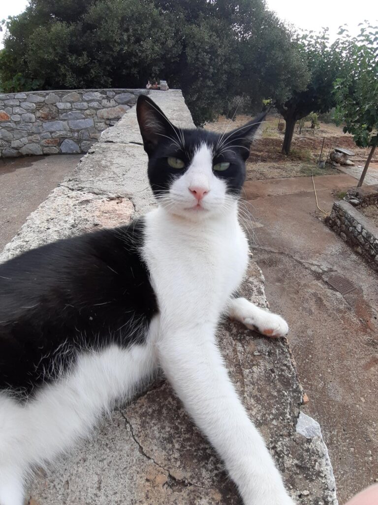 Happy cat !!!!!