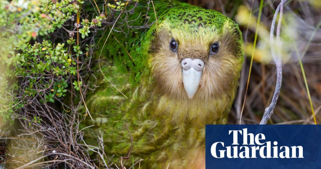 Many native New Zealand species face threat of extinction, report finds | New Zealand
