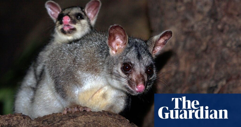 Leaked document shows two threatened species could be wiped out at Middle Arm development site | Endangered species