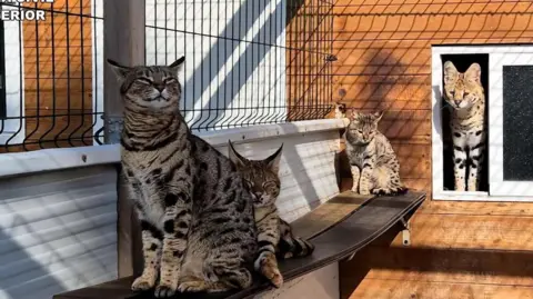 Guardia Civil Ministry of Interior Pictures of the exotic and hybrid cats the Civil Guard found at the couples home