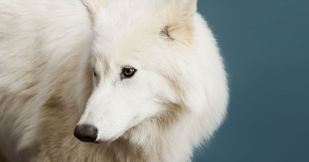 The Return of the Dire Wolf