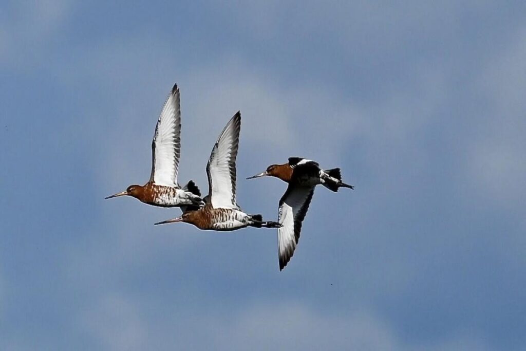 Rare birds from Iceland spotted at Dorset nature reserve Dorset Echo