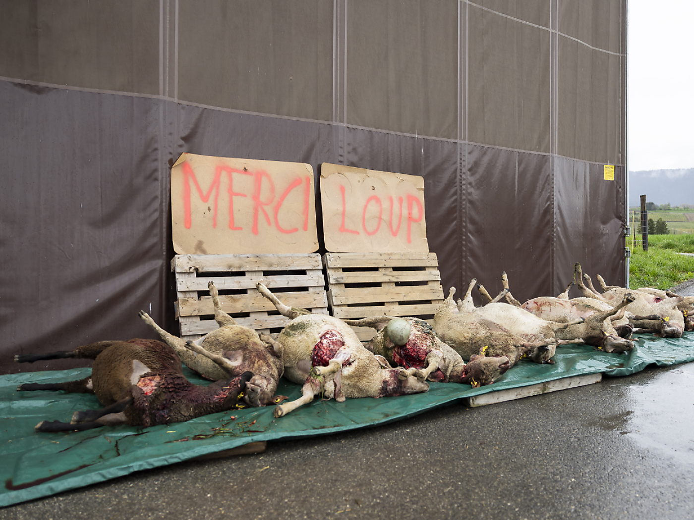 Vaud: first major wolf attack in 2025 kills ten sheep