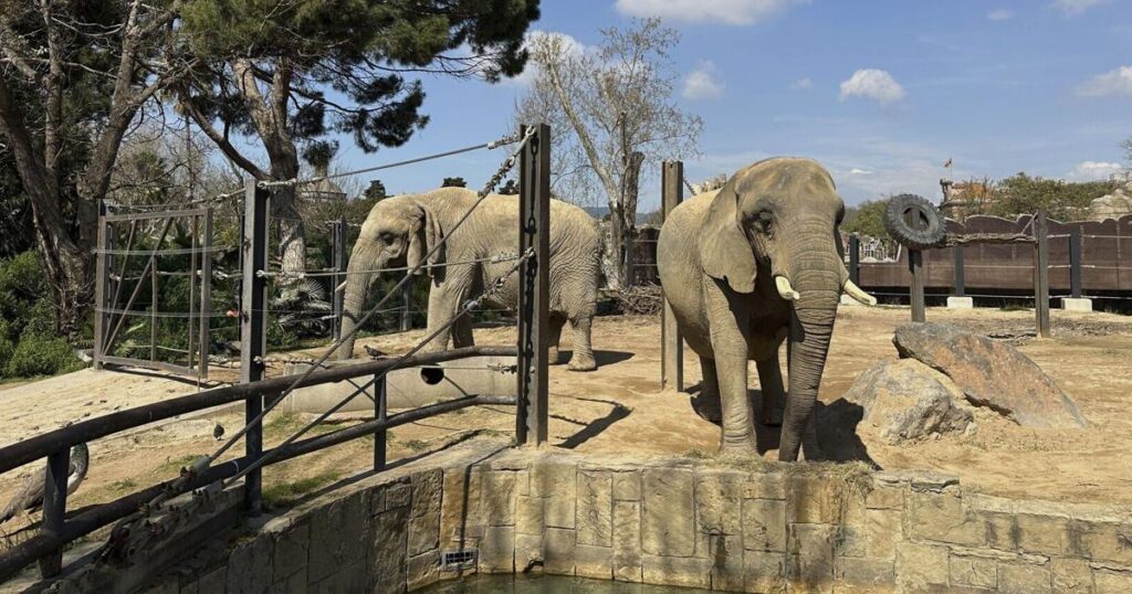 Barcelona zoo helps elderly elephants age gracefully | Shareable Stories Barcelona zoo helps elderly elephants age gracefully | Shareable Stories