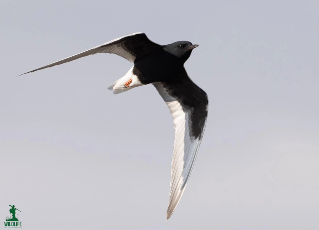 The white-winged tern is added as a new species in Kosovo The white-winged tern is added as a new species in Kosovo