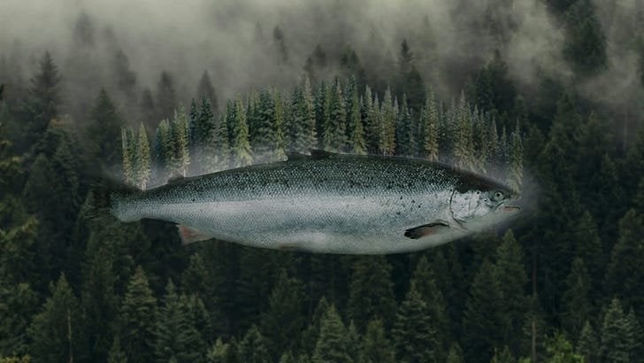 Salmon, Climate, and Generational Memory Loss