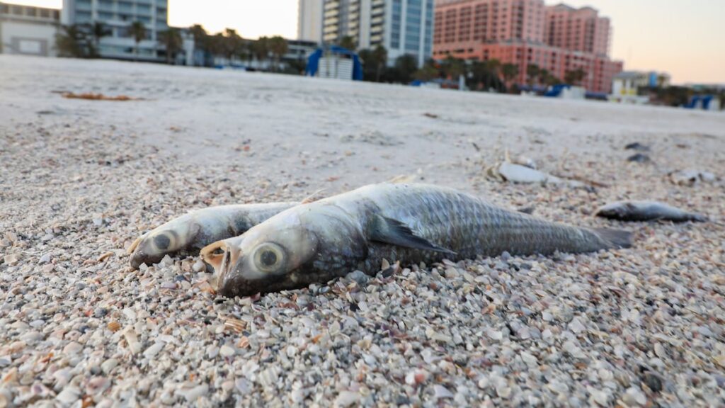 USF St. Petersburg researchers first to identify viruses in red tide