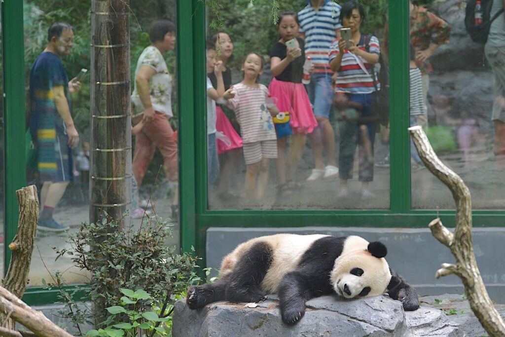 China’s evolving zoos, from entertainment to education
