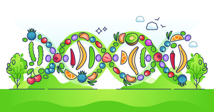 Nutrigenomics as nutrient and micronutrients impact on genome outline concept. DNA change from healthy lifestyle and eating habits vector illustration. Gene improvement with organic food consumption.