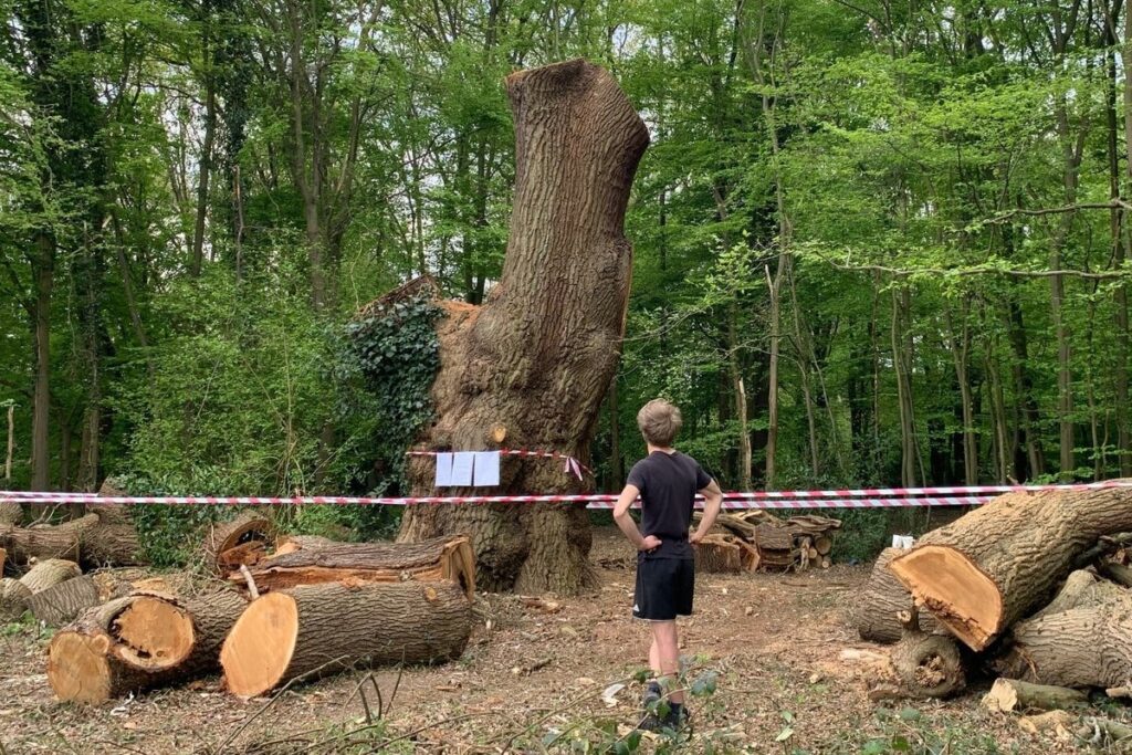 Toby Carvery owners admit felling beloved 500-year-old oak tree in London after local outrage