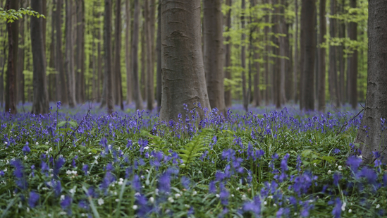 Bluebells, also known as wild hyacinth, bloom among the trees in the Hallerbos forest, south of Brussels, Belgium.(AP Photo/Virginia Mayo)