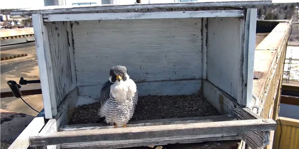 Xcel Energy debuts peregrine falcon live camera in Ashland